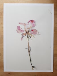 Image 1 of Fading rose 