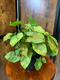 Pink syngonium 6” 