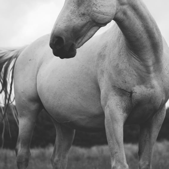 Image of Scarred Horse