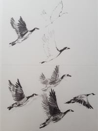 Image 1 of Canada Geese