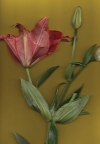 Image 3 of Perennial