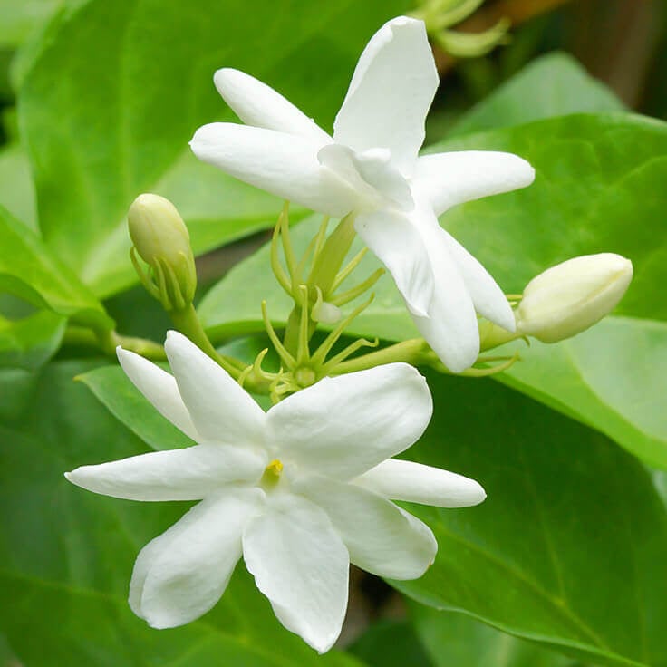 Image of Jasmine