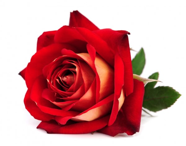 Image of Rose