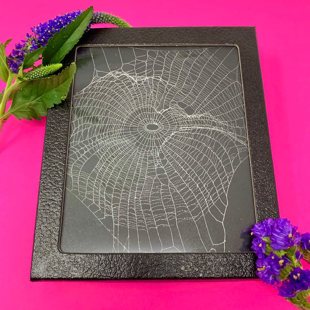 Image of REAL Preserved Spider Web
