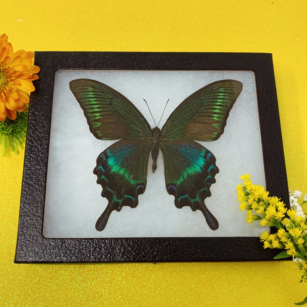 Image of Dark Butterfly of the Wild Woods (Papilio Maacki)