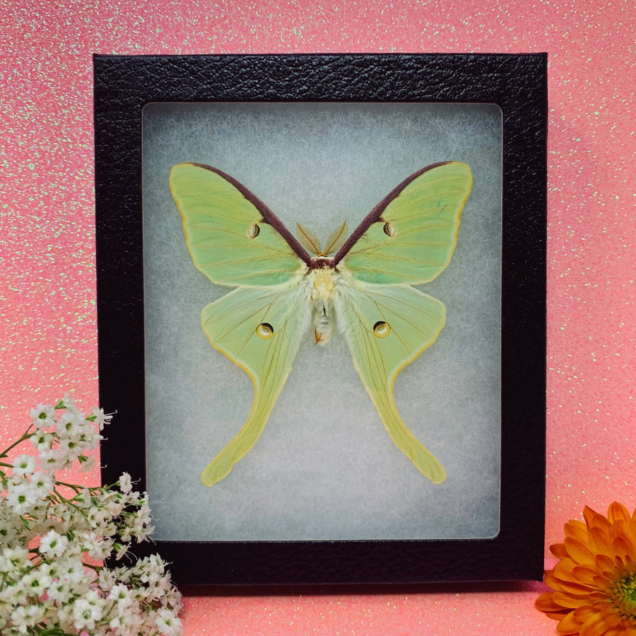 Image of Brilliant Green Luna Moth