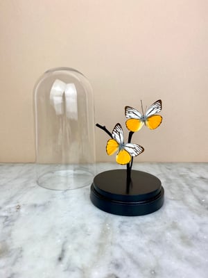 Image of CEPORA ASPASIA ASPASIAS IN GLASS DOME