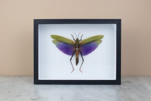 Image of TITANACRIS ALBIPES 