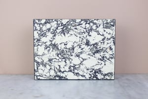 Image of TITANACRIS ALBIPES