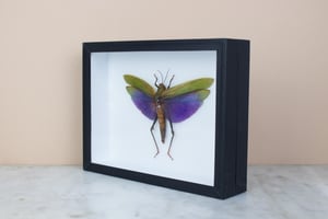 Image of TITANACRIS ALBIPES