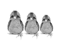 Image 1 of Kookaburra Family