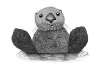 Image 1 of Sea Otter