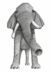 Image 1 of Elephant 