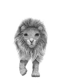 Image 1 of Lion