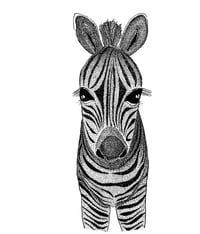 Image 1 of Zebra