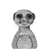 Image 1 of Meerkat