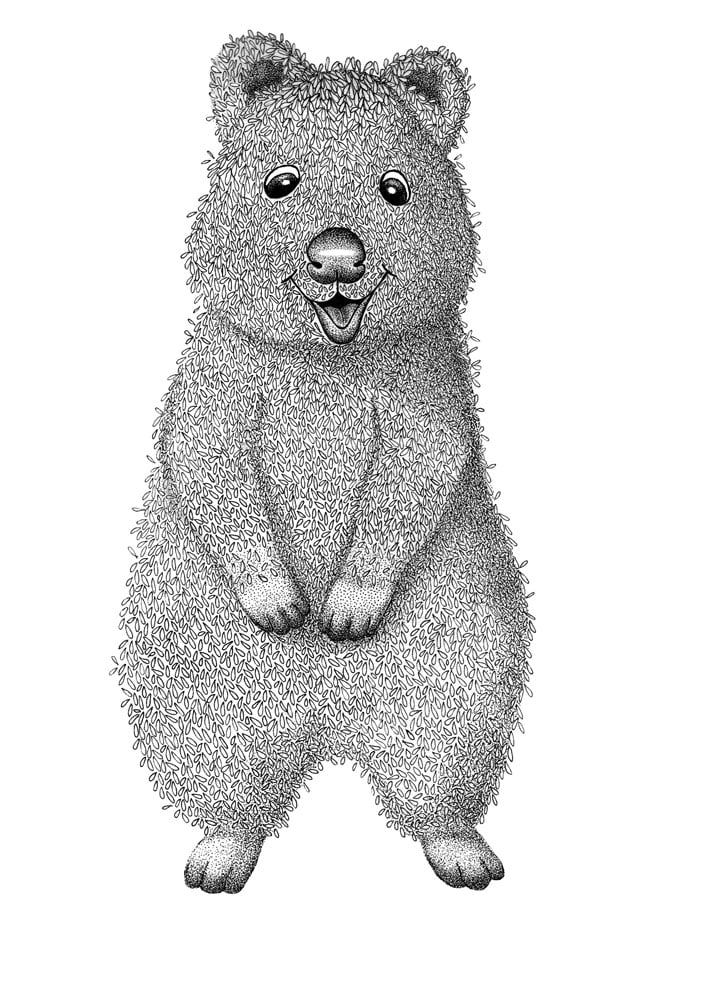 Koala  Wildworkz Animal Art for the Young at Heart