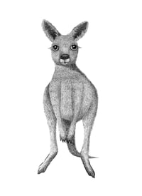 Image 1 of Little Joey