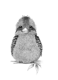 Image 1 of Kookaburra
