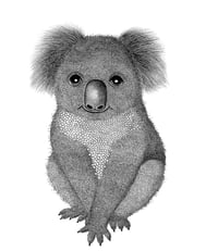 Image 1 of Koala