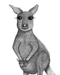 Image 1 of Kangaroo with Joey