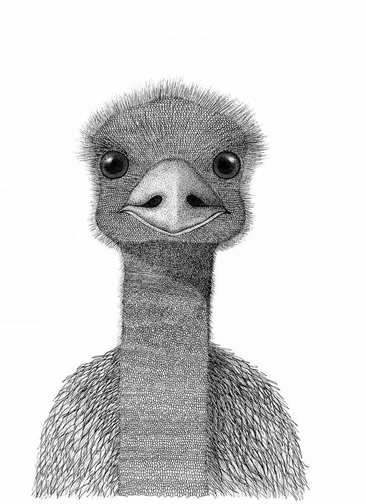 Image of Emu