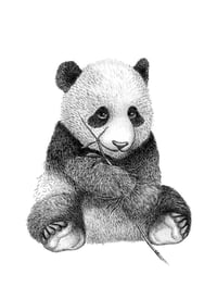 Image 1 of Panda