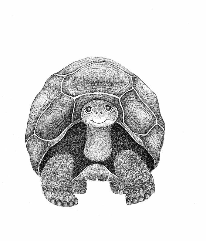Image of Tortoise