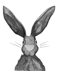 Image 1 of Hare