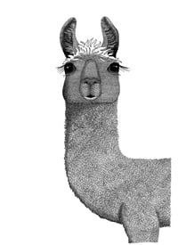 Image 1 of Llama