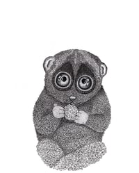 Slow Loris