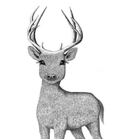 Image 1 of Deer