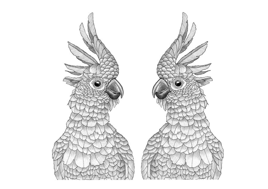 Image of Sulphur Crested Cockatoo couple