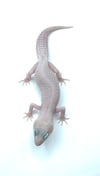 Super Giant Diablo Blanco (H- 19)