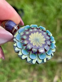 Image 1 of Mountain Daisies