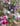 Abonnements floraux