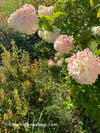 Hydrangea Autumn