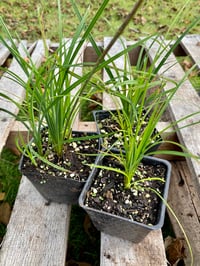 Image 1 of Slough sedge : Carex obnupta