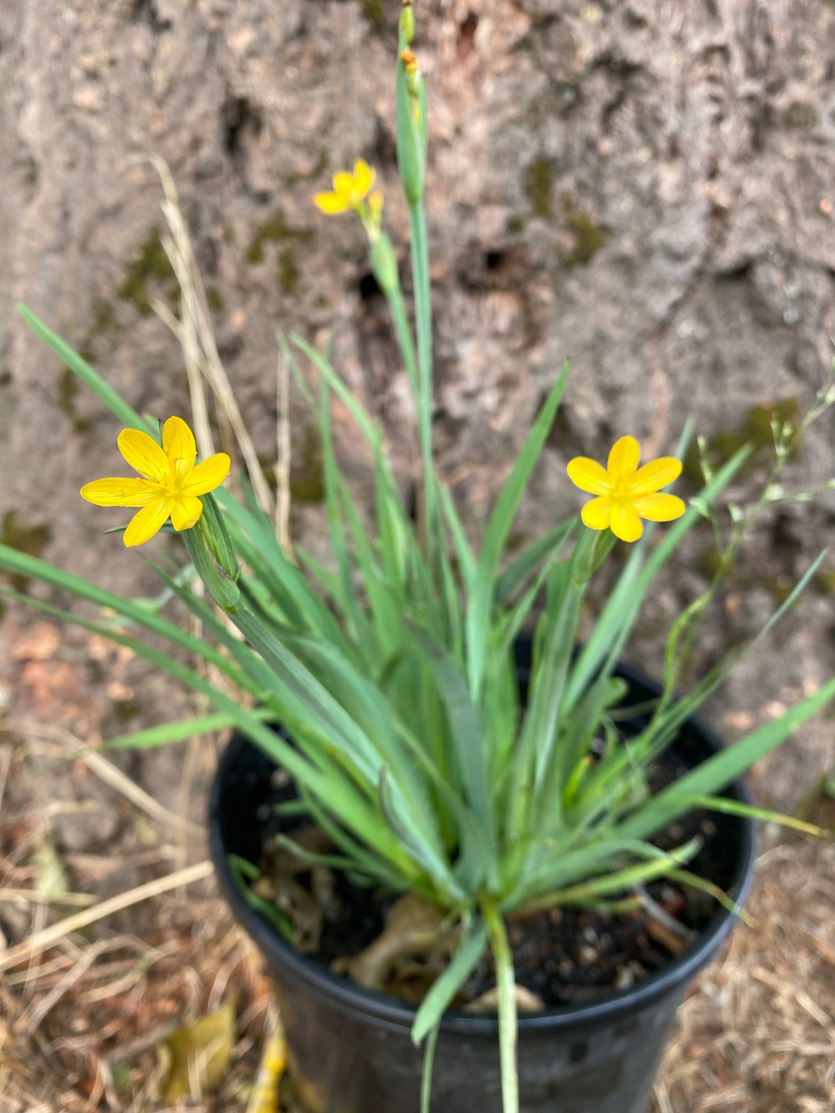 Yellow-eyed Grass : Sisyrinchium californicum