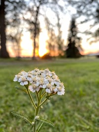 Yarrow : Achillea millefolium