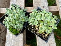 Image 2 of Broadleaf Stonecrop: Sedum spathulifolium