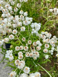 Image 1 of Pearly Everlasting : Anaphalis margaritacea