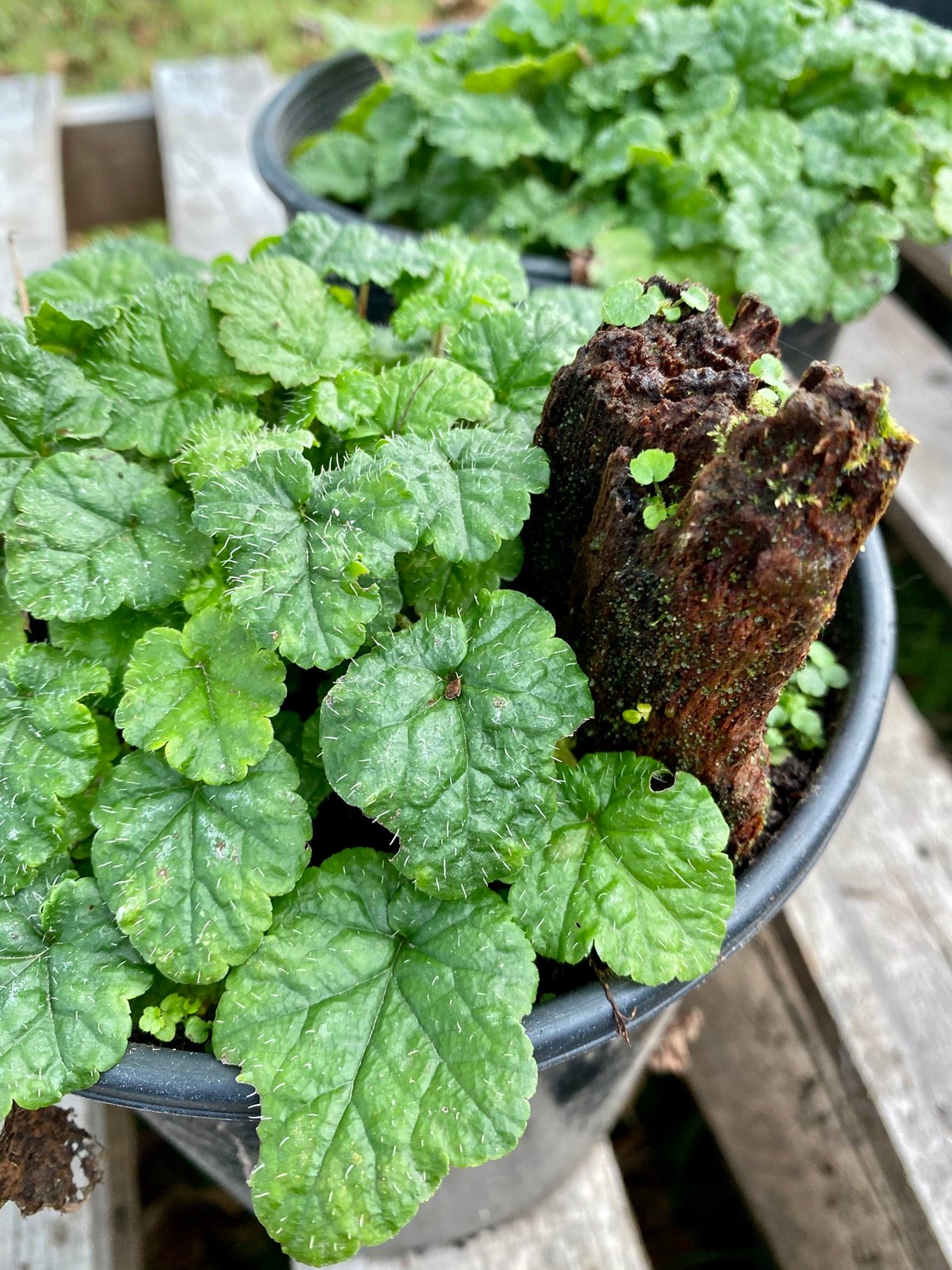 Coastal Miterwort : Mitella ovalis