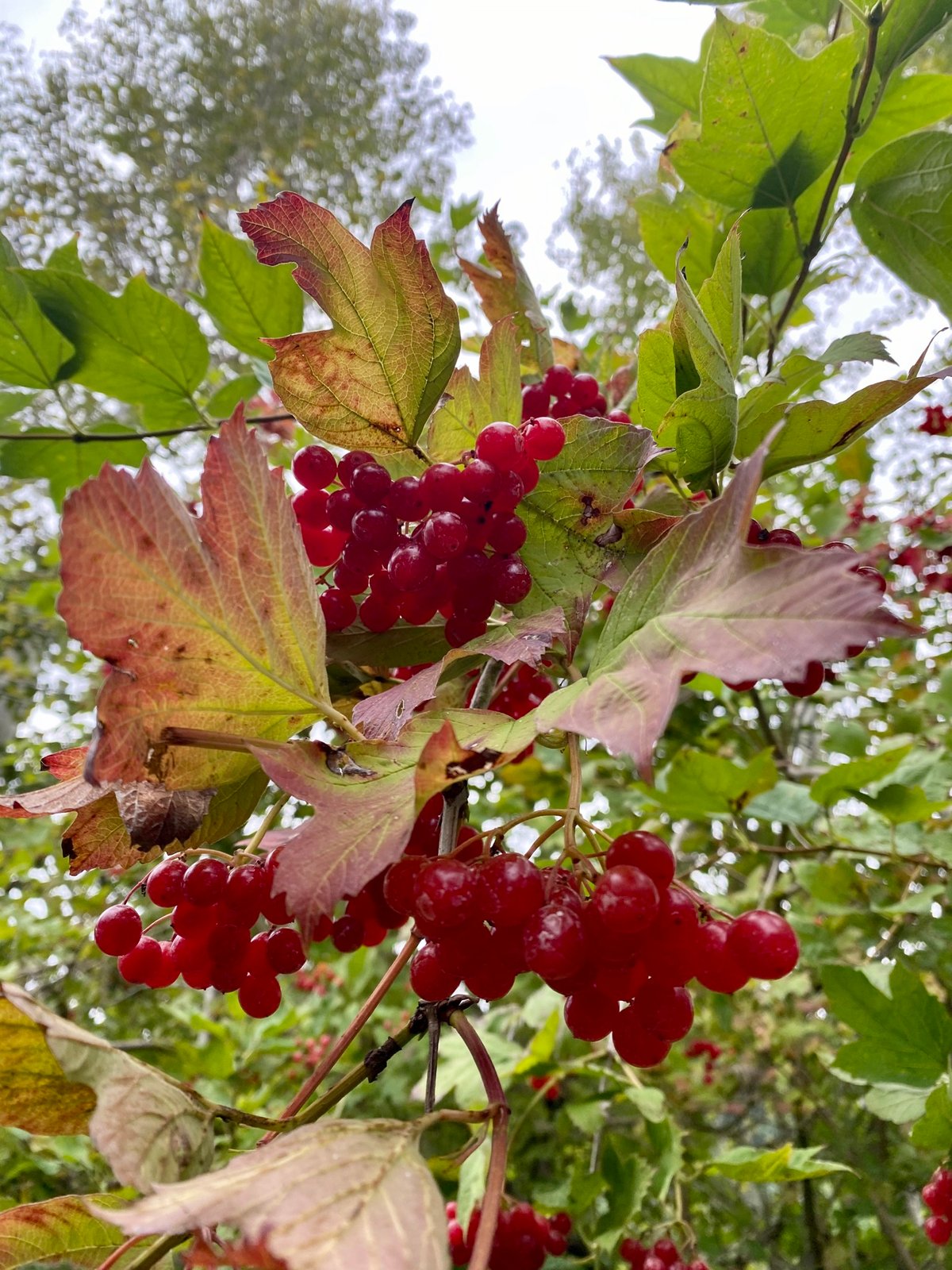 High Bush Cranberry : Viburnum trilobum 