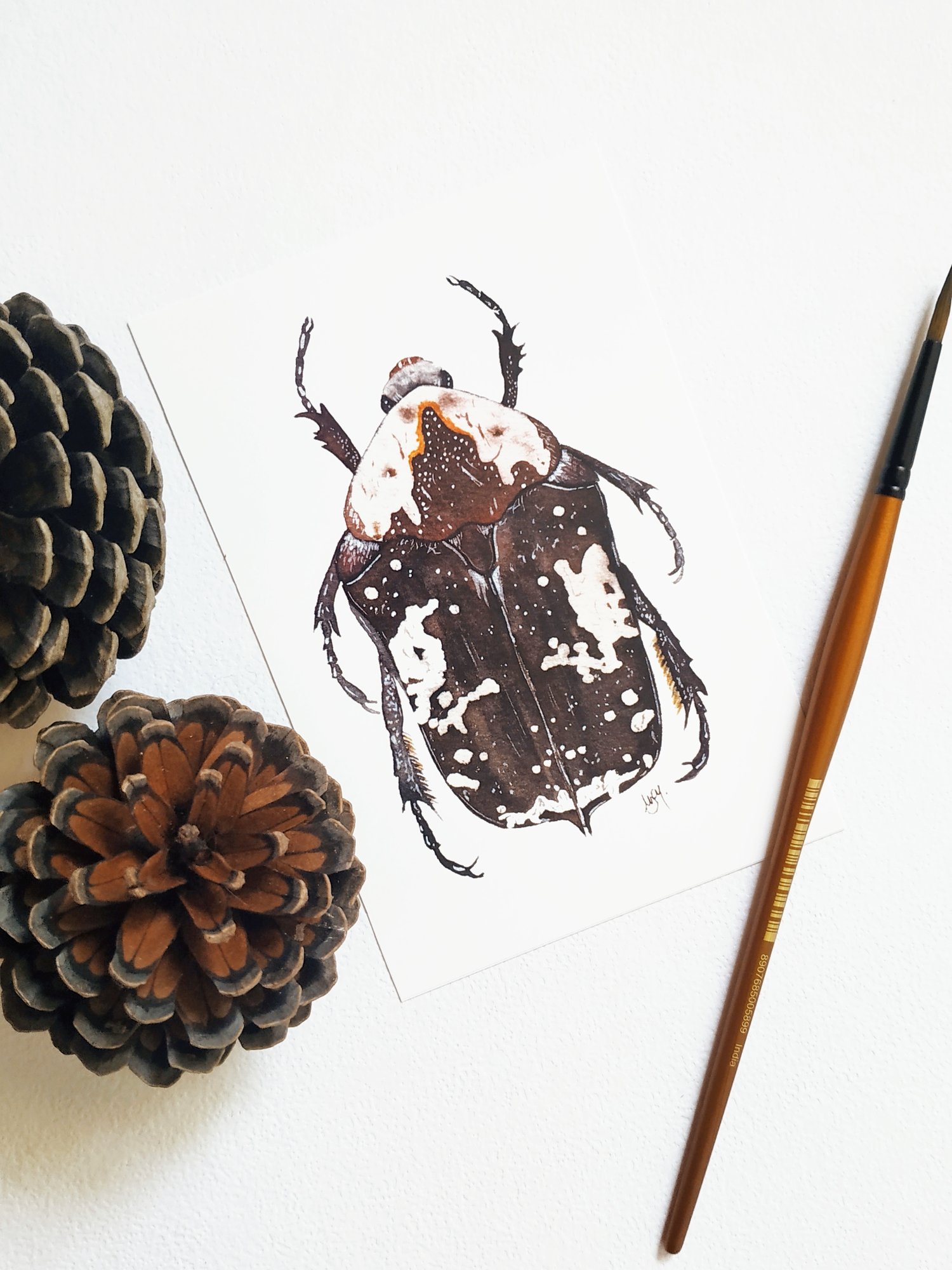 Image of Beetle Postcard Set 