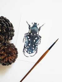 Image 3 of Beetle Postcard Set 