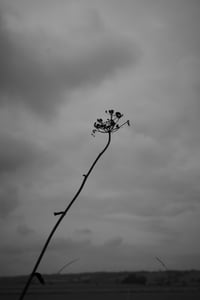 Wildflower 