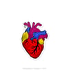 Corazón Anatómico - Serie #TB Stickers
