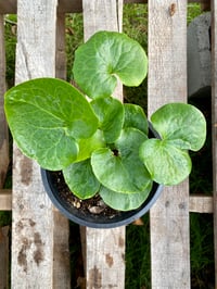 Image 1 of Wild Ginger : Asarum caudatum