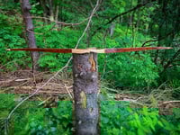 Image 5 of 2020-10: Black Walnut Recurve Hybrid